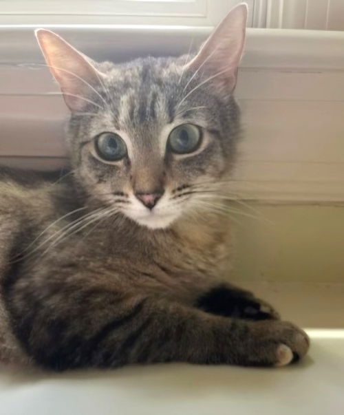 picture of the cat needing adoption
