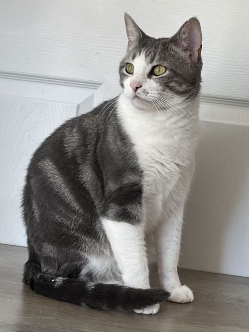 picture of the cat needing adoption