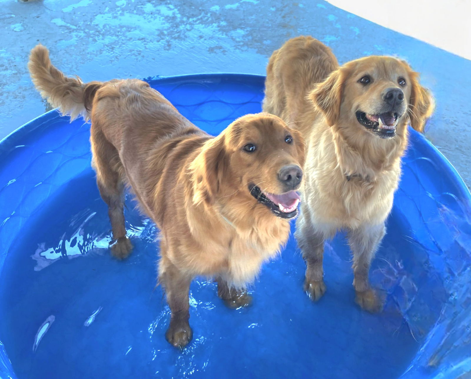 dog-for-adoption-rosie-gloria-bonded-pair-a-golden-retriever-in