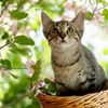 adoptable Cat in Sussex, NJ named KITTEN BIG LIL GREYBOY