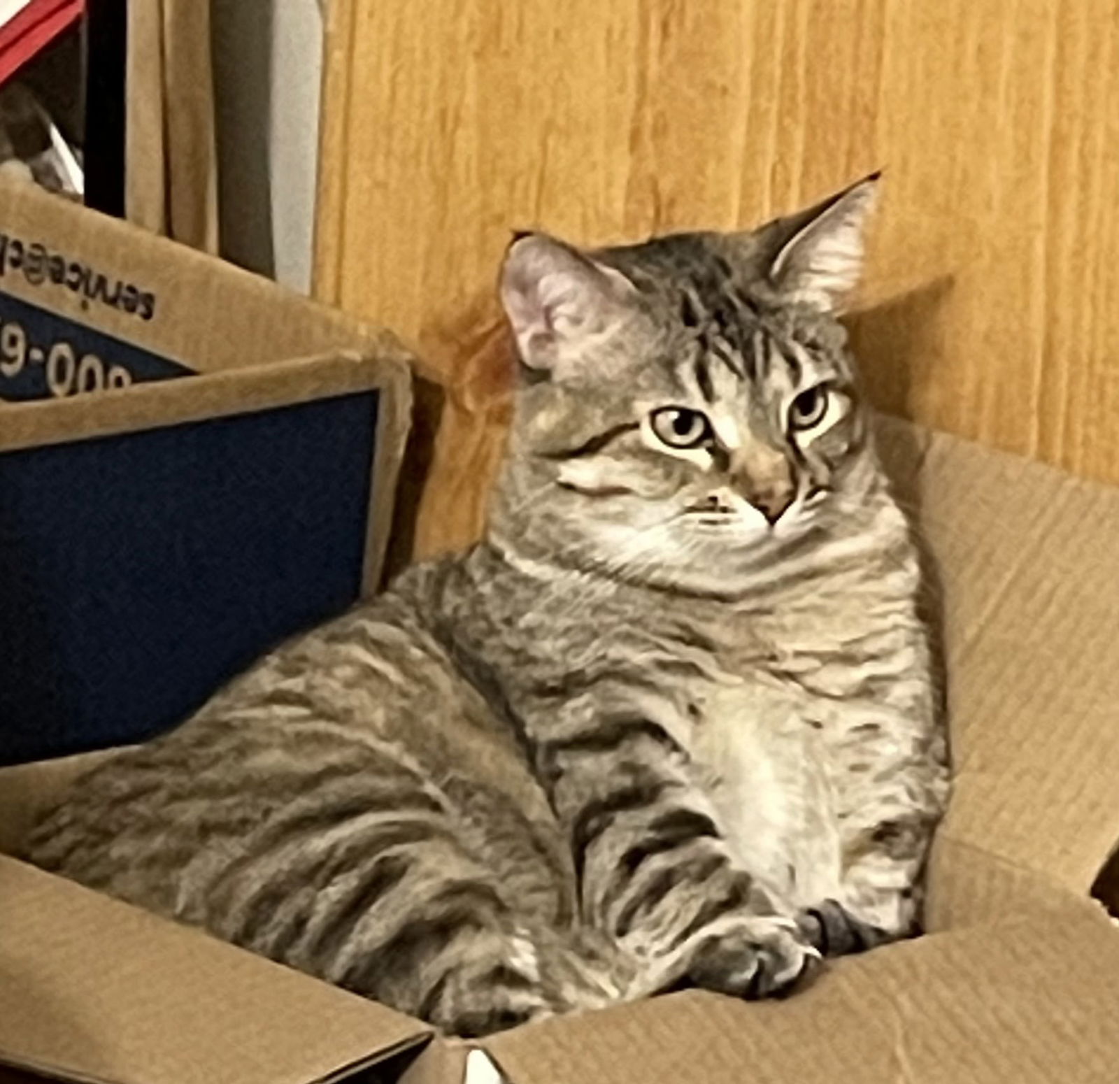 adoptable Cat in Sussex, NJ named MAMA MARIBEL