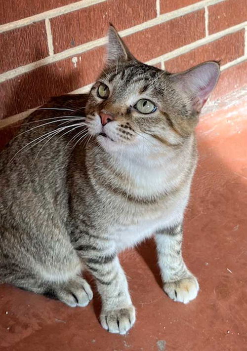 picture of the cat needing adoption