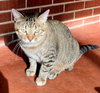 MAMA MARIBEL - Photo 3