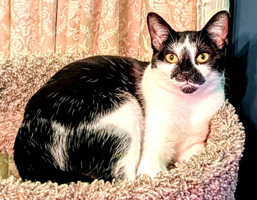 KITTY PIPPIE - Tuxedo available for adoption