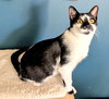 KITTY PIPPIE - Photo 2