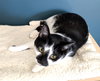KITTY PIPPIE - Photo 3