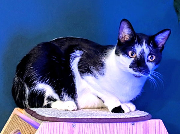 KITTY PIPPIE