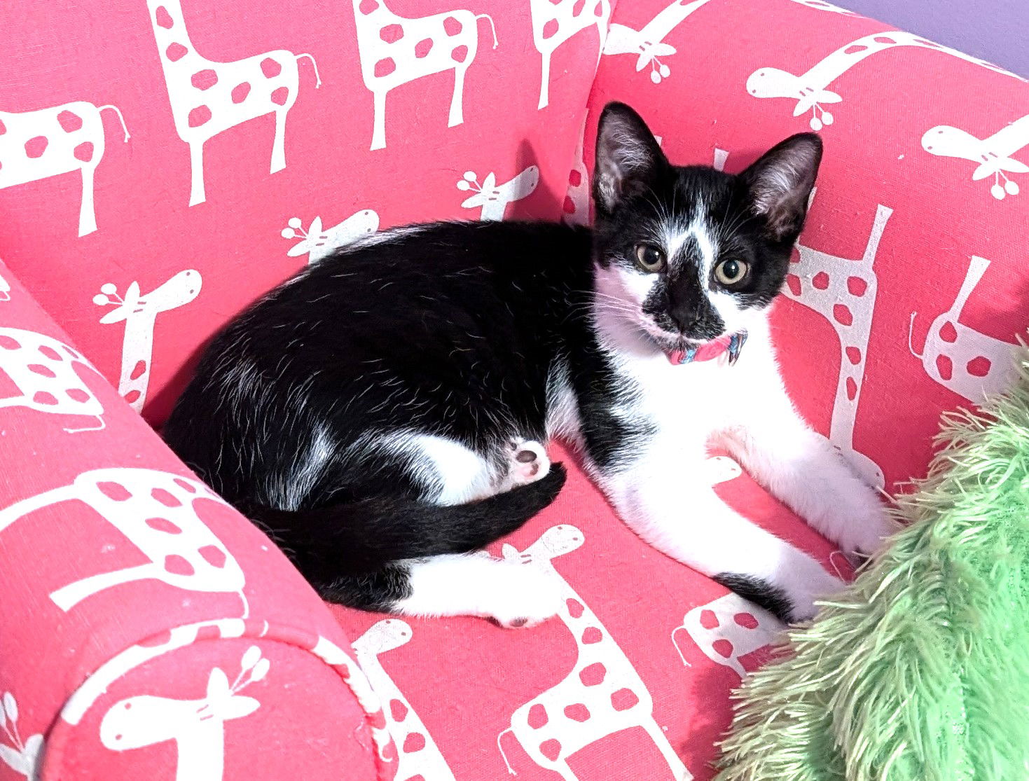 adoptable Cat in Sussex, NJ named KITTEN PIPPIE