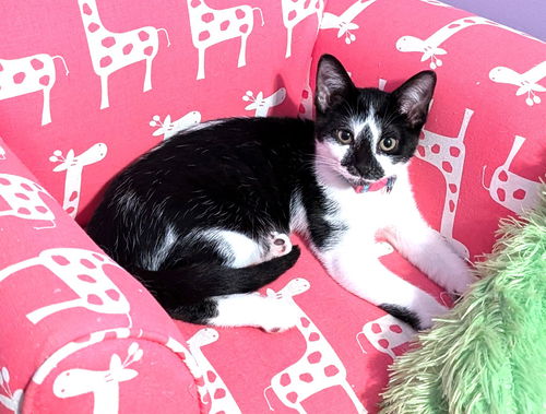 picture of the cat needing adoption