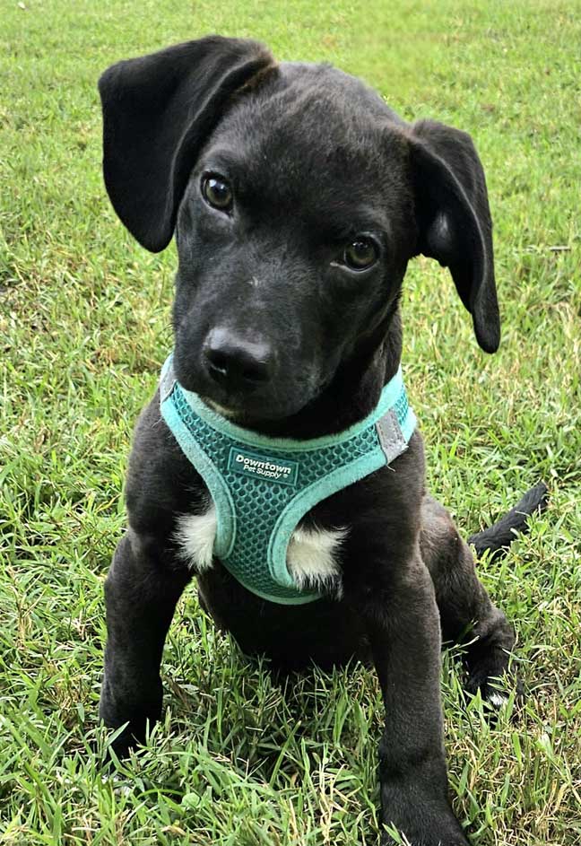 adoptable Dog in Sussex, NJ named PUPPY JUNIPER  SMALL BOY