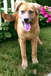 adoptable Dog in Sussex, NJ named GENTLE BRIDGETTE