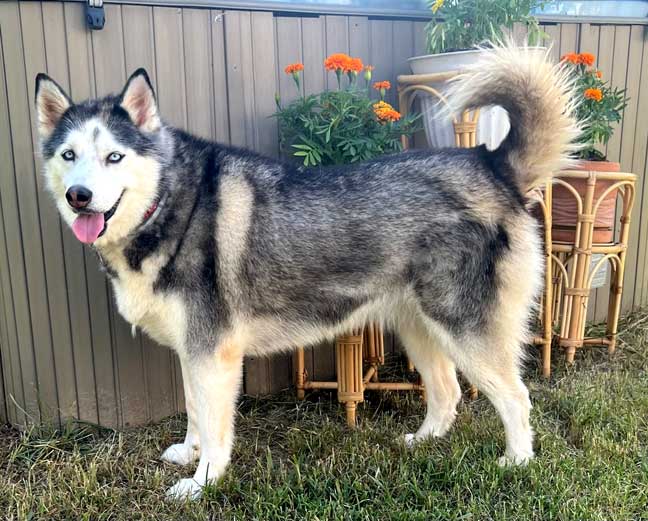 adoptable Dog in Sussex, NJ named MAGNIFICENT MARLEY