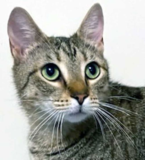 picture of the cat needing adoption