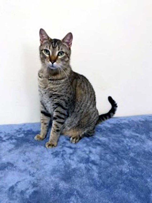 CUTIE PIE - Tabby available for adoption