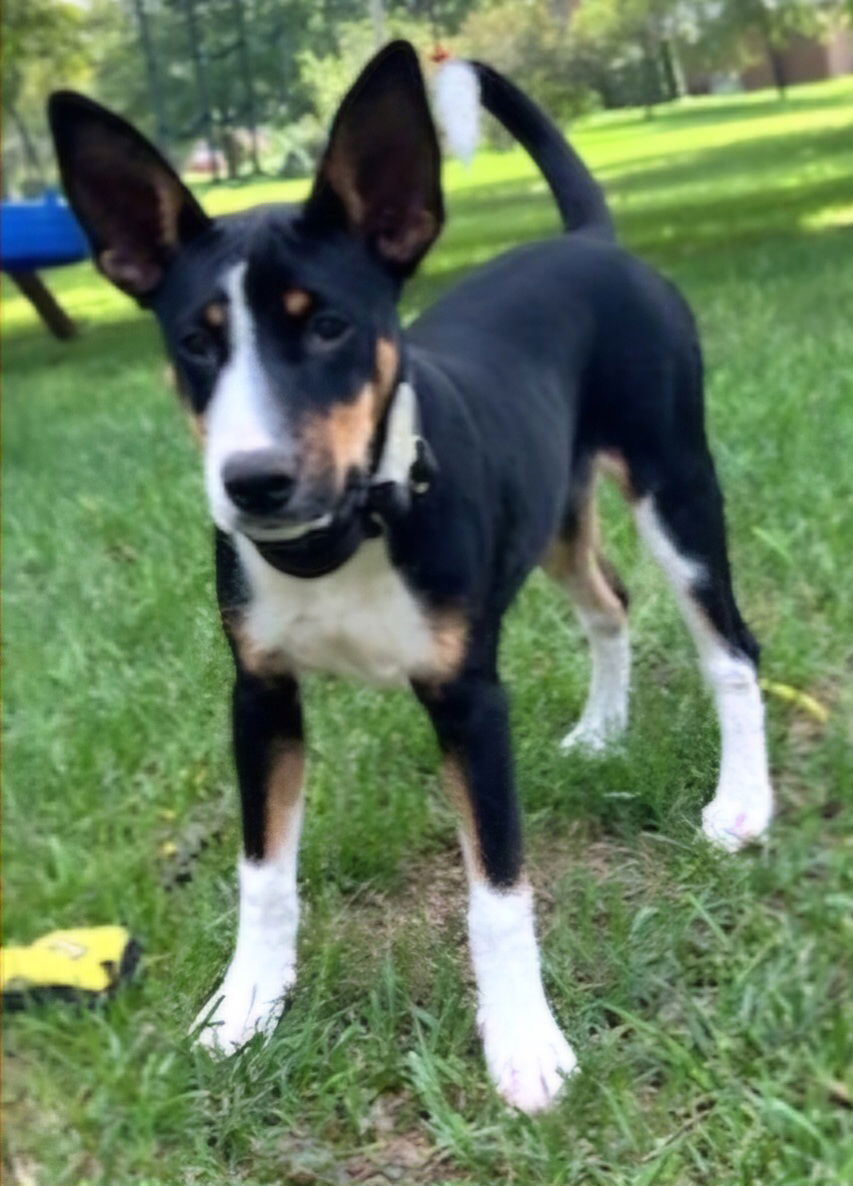 adoptable Dog in Sussex, NJ named PUPPY ROXY