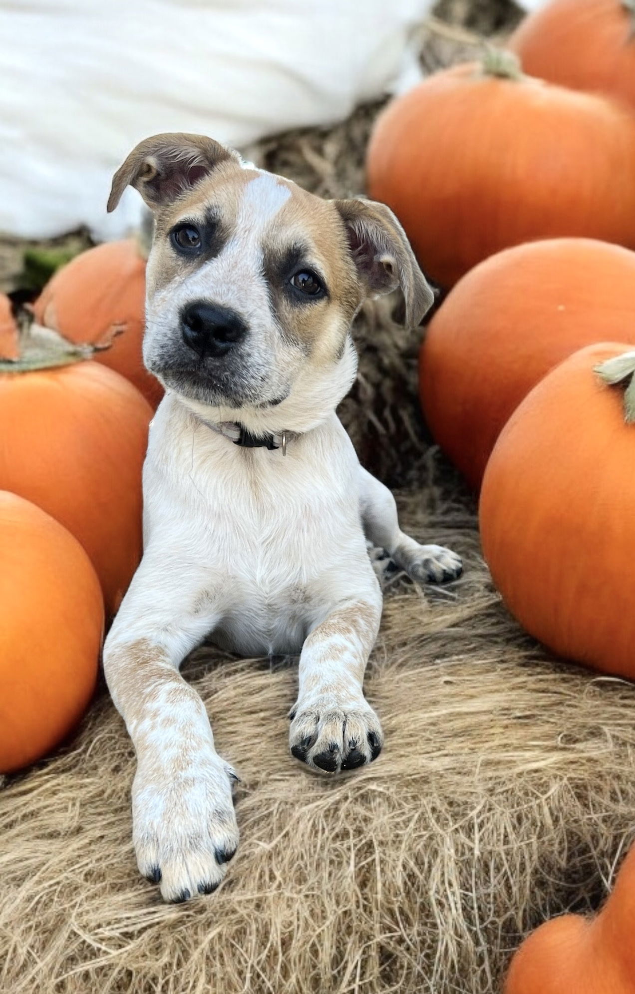 adoptable Dog in Sussex, NJ named PUPPY CALAMITY JANE