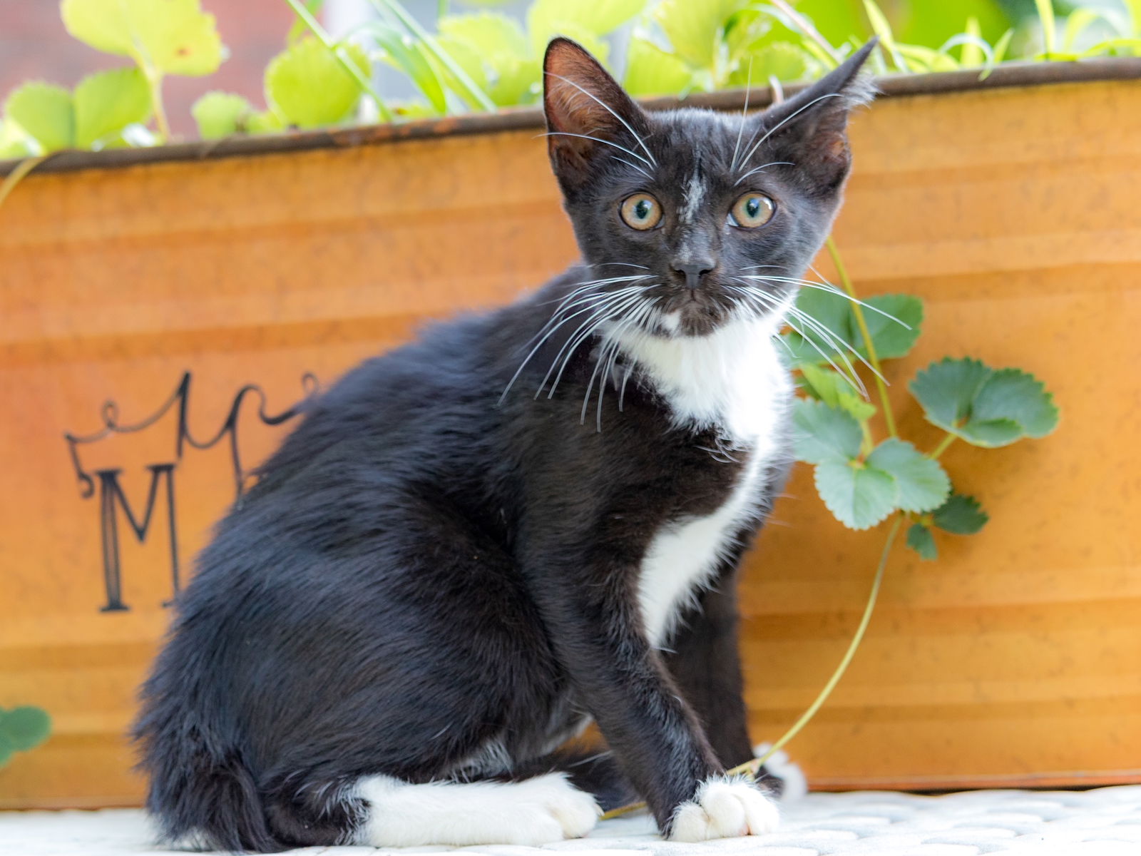 adoptable Cat in Sussex, NJ named KITTEN CARTER