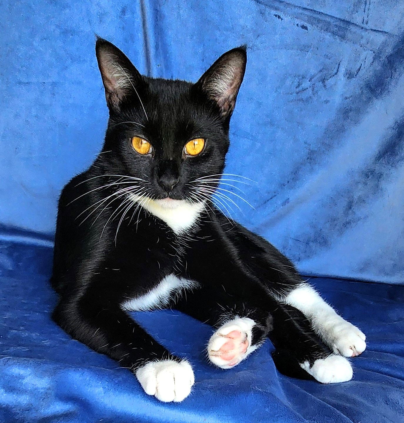 adoptable Cat in Sussex, NJ named KITTY WENDELL