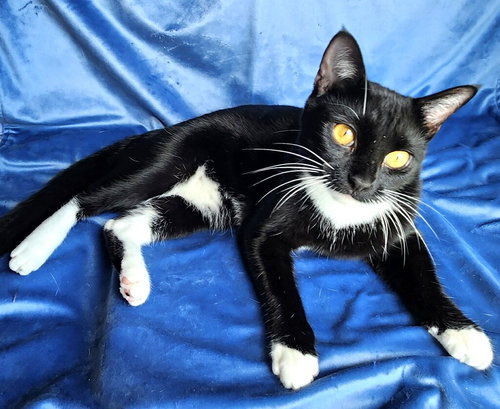KITTY WENDELL - Tuxedo available for adoption