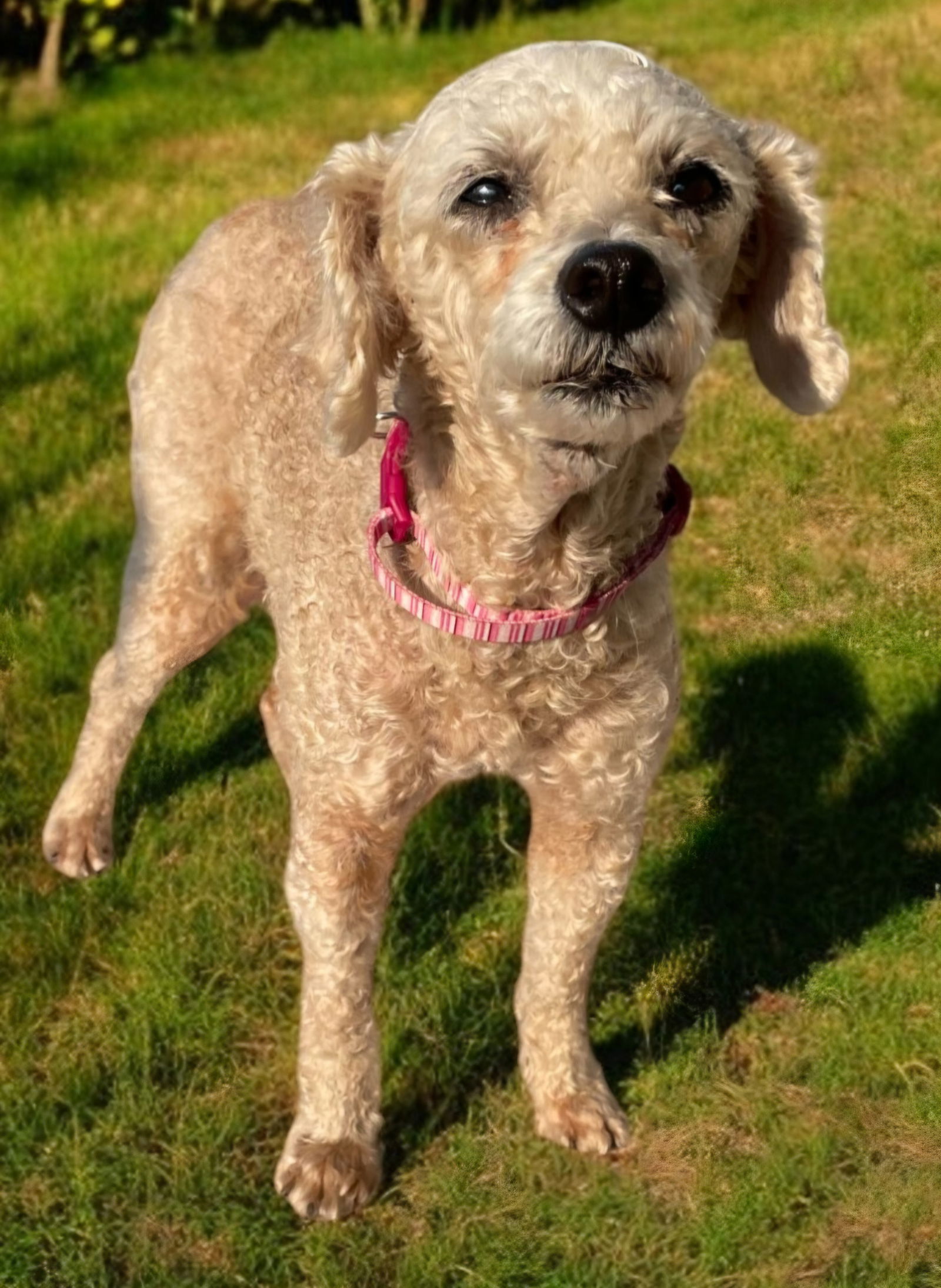 adoptable Dog in Sussex, NJ named BONNIE 9 LBS. POODLE