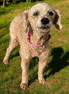 adoptable Dog in , NJ named BONNIE 9 LBS. POODLE