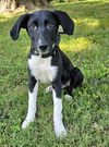 adoptable Dog in Sussex, NJ named PUPPY TONY