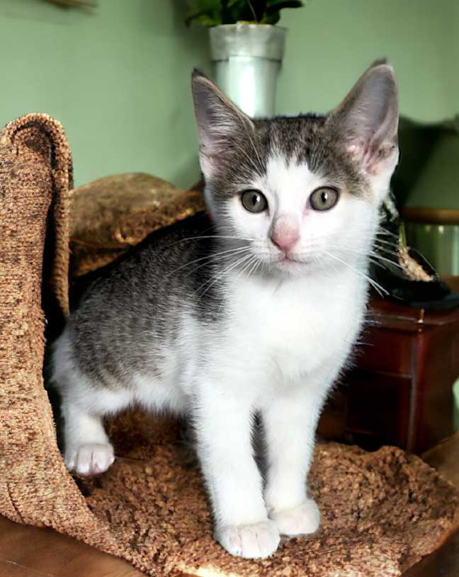 adoptable Cat in Sussex, NJ named KITTEN FINN