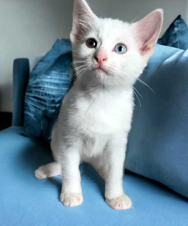 adoptable Cat in Sussex, NJ named KITTEN BEEMO