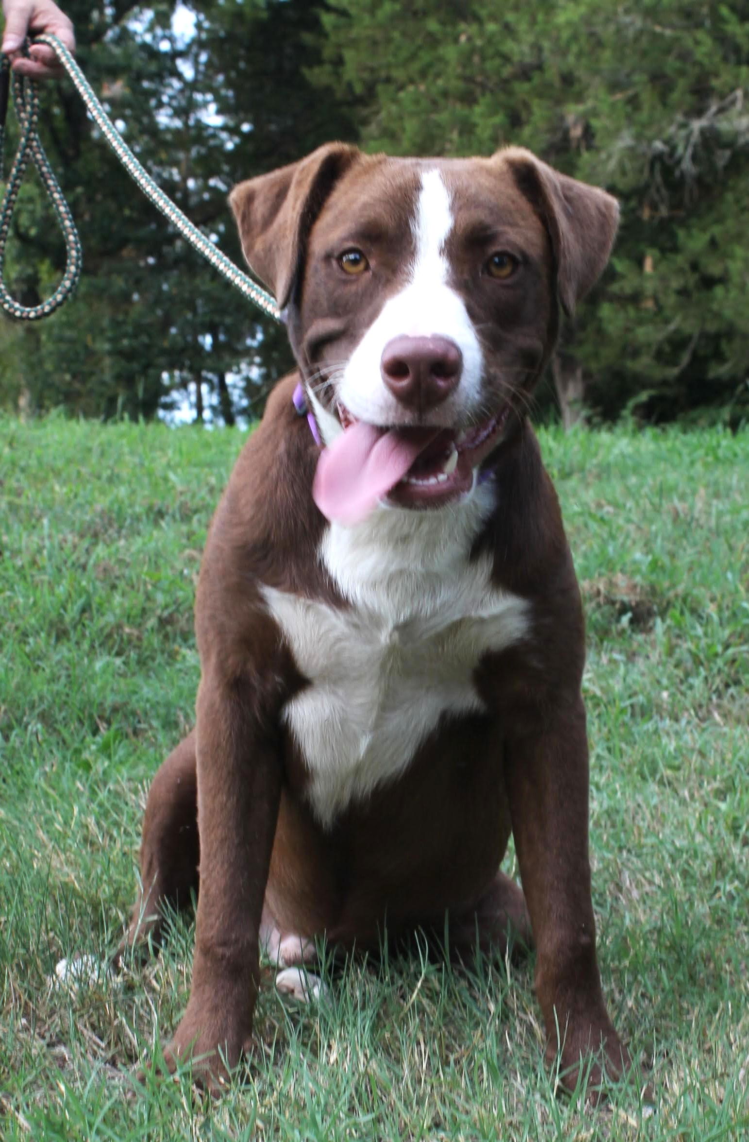 adoptable Dog in Sussex, NJ named HAPPY HANK