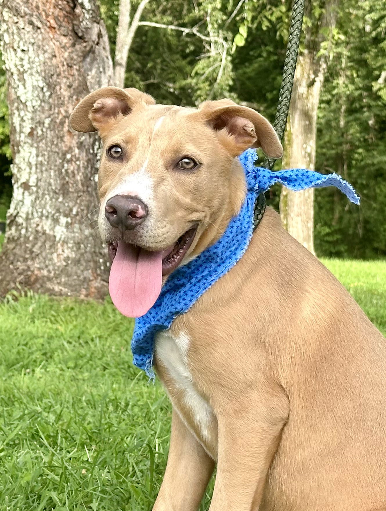 adoptable Dog in Sussex, NJ named PUPPY PEANUT BUTTER