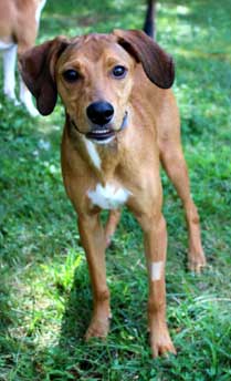 adoptable Dog in Sussex, NJ named PUPPY BUCK