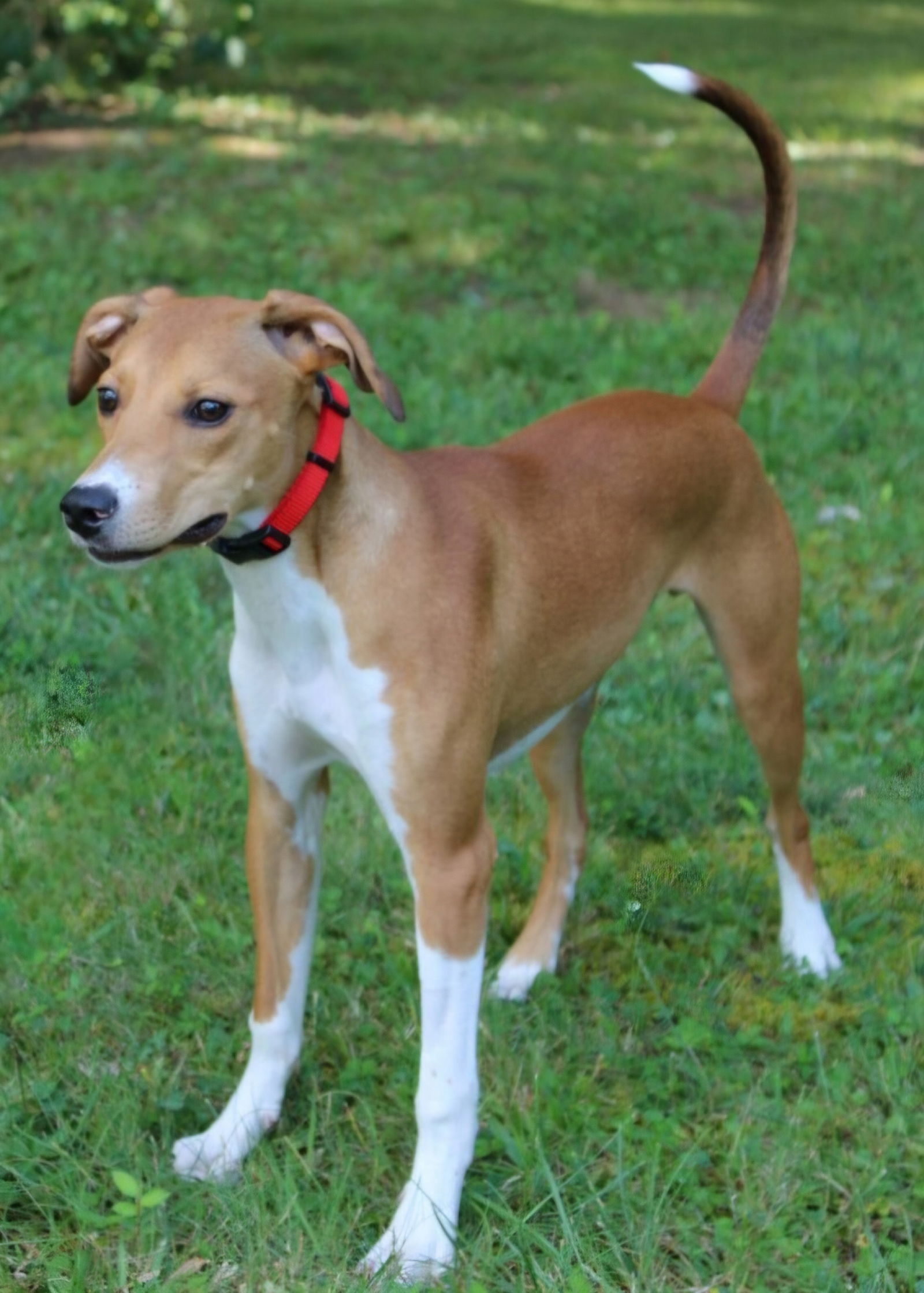 adoptable Dog in Sussex, NJ named PUPPY BOOTS