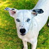 adoptable Dog in Sussex, NJ named PUPPY CALISTA