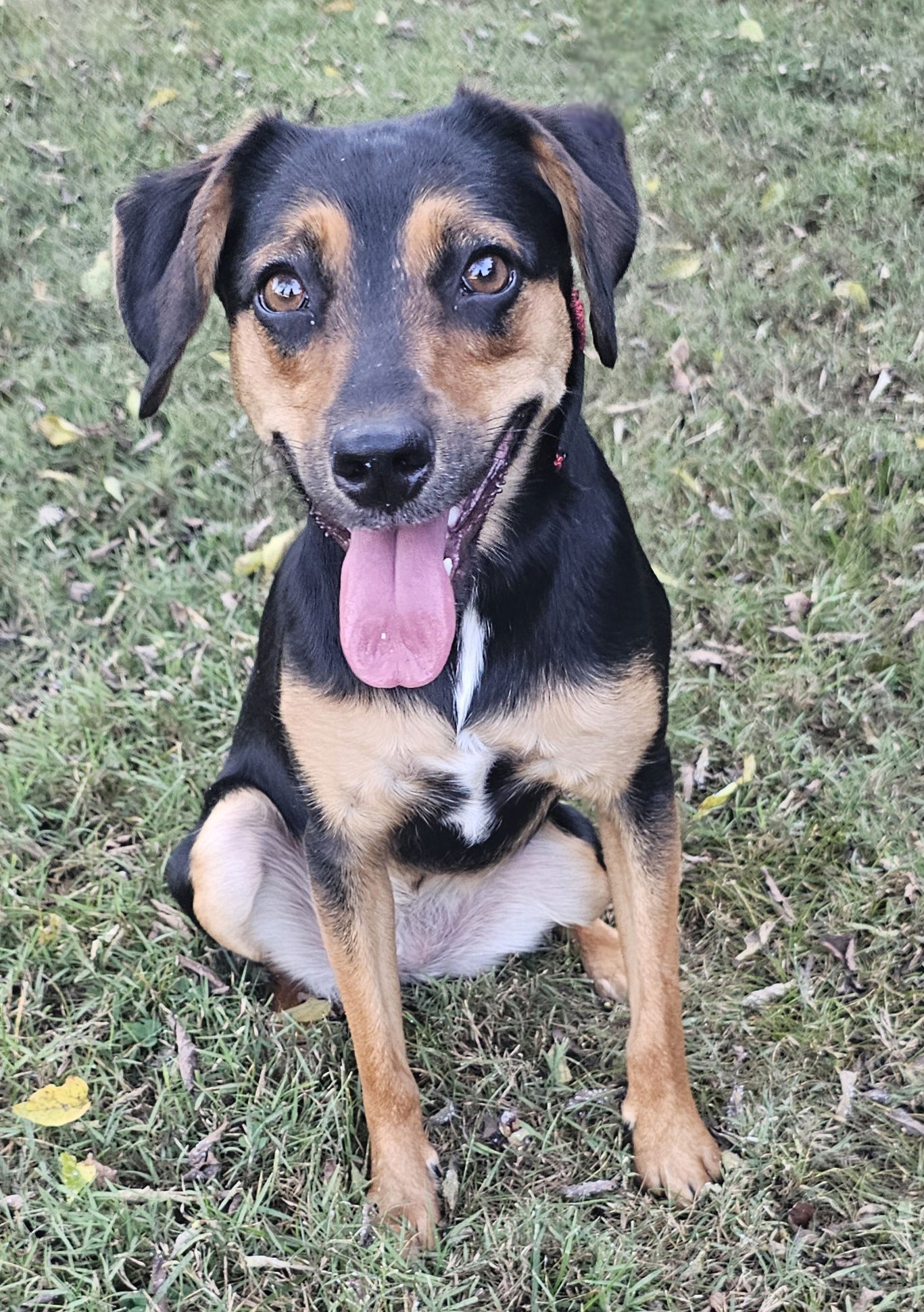 adoptable Dog in Sussex, NJ named EMMA GIRLPerfect BEAGLE MIX