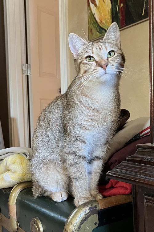 picture of the cat needing adoption