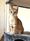 adoptable Cat in Sussex, NJ named KITTEN SUM, SUM, SUMMER