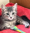 adoptable Cat in Sussex, NJ named KITTEN SUPER SONIC