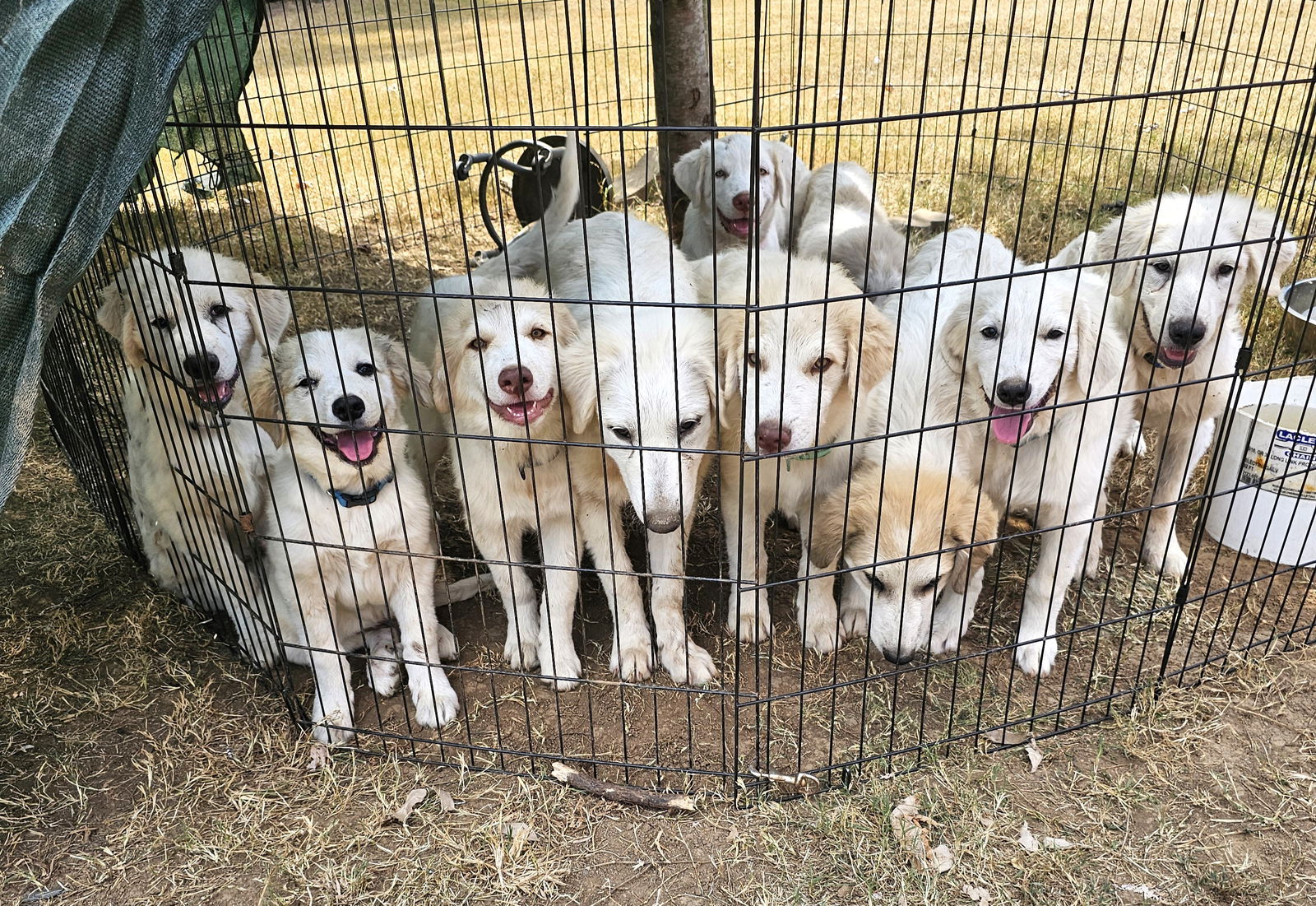 adoptable Dog in Sussex, NJ named 11 GREAT PYR PUPPIES NEED HELP!