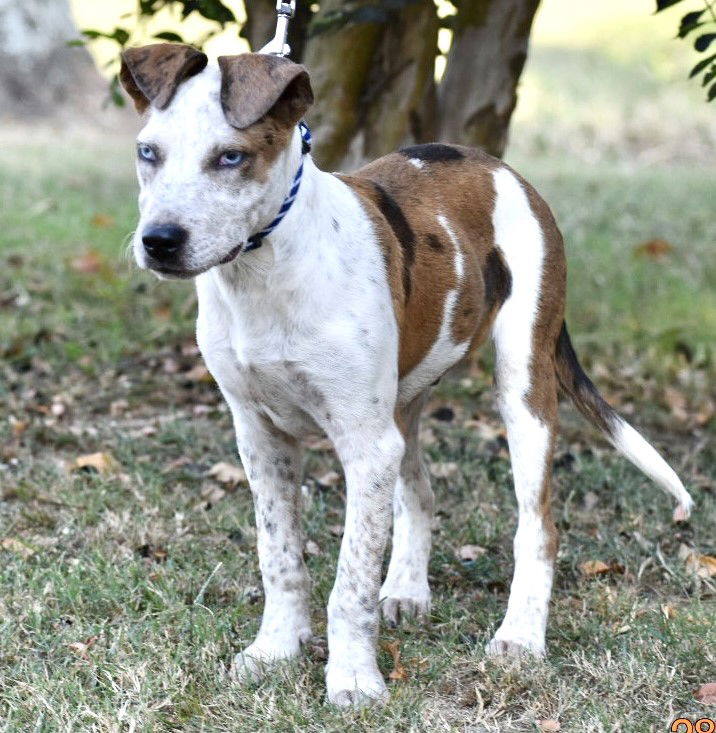 adoptable Dog in Sussex, NJ named PUPPY PAULEY