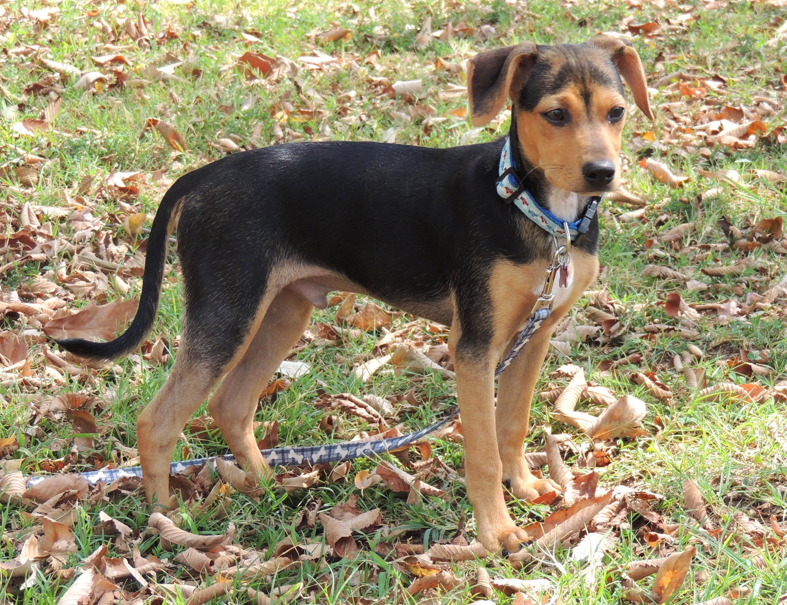 adoptable Dog in Sussex, NJ named PUPPY HAPPY HERSHEY