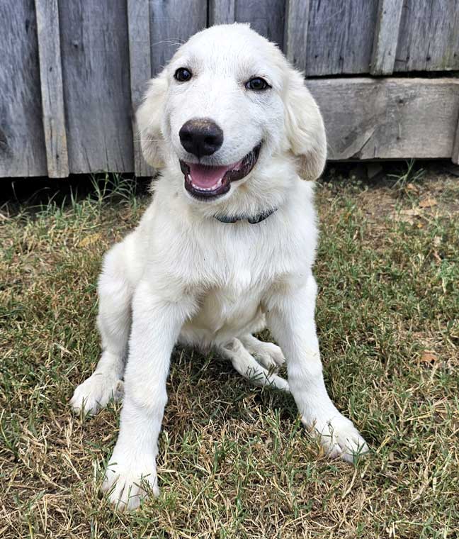 adoptable Dog in Sussex, NJ named PUPPY IVAN