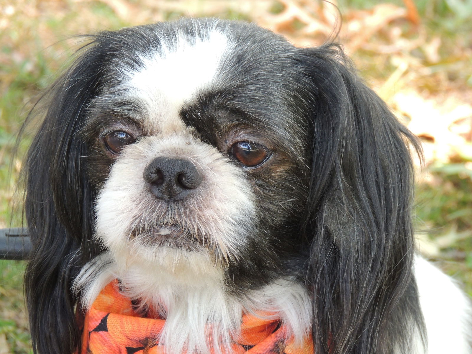 adoptable Dog in Sussex, NJ named ROWDY