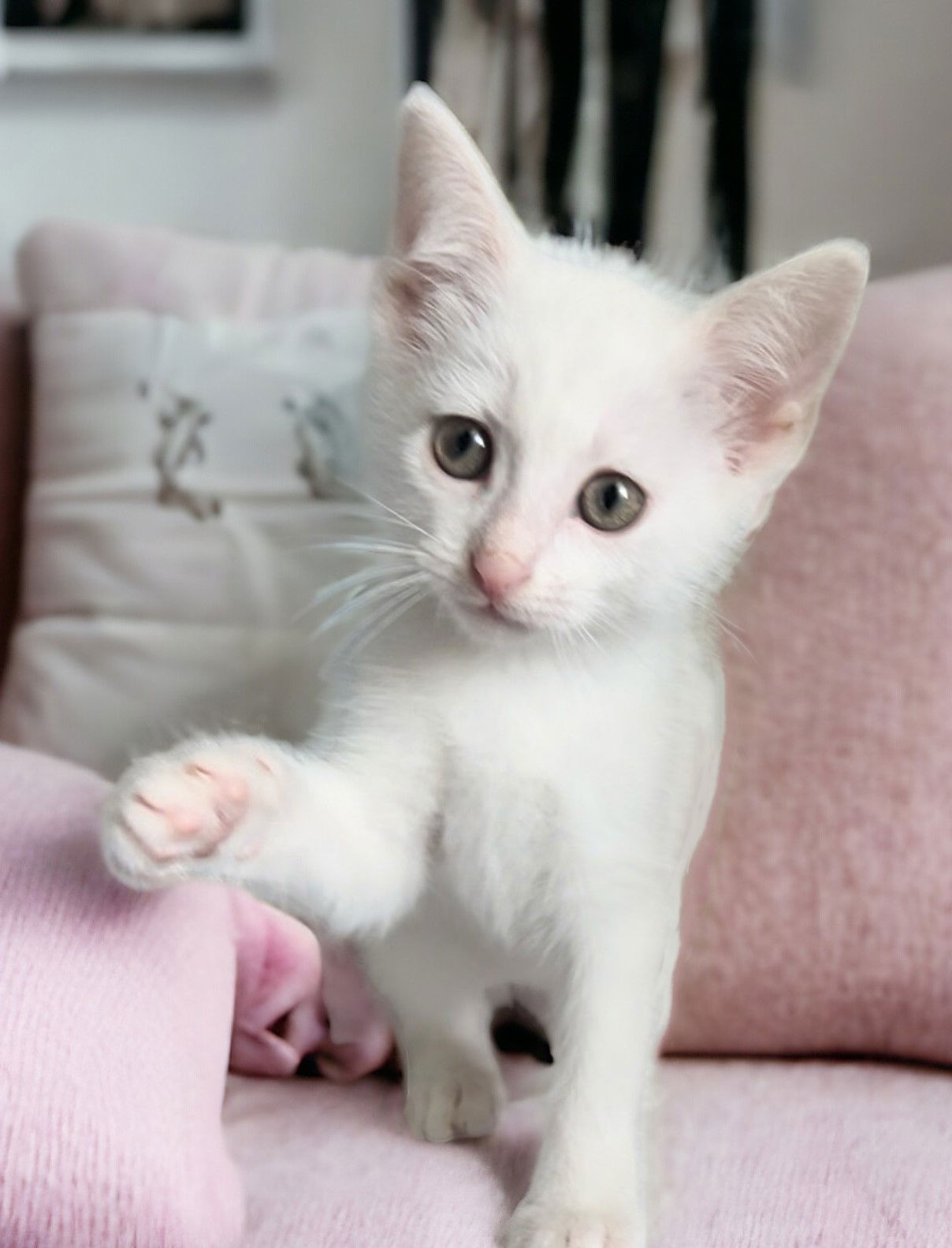 adoptable Cat in Sussex, NJ named KITTEN REGINA ANGELA