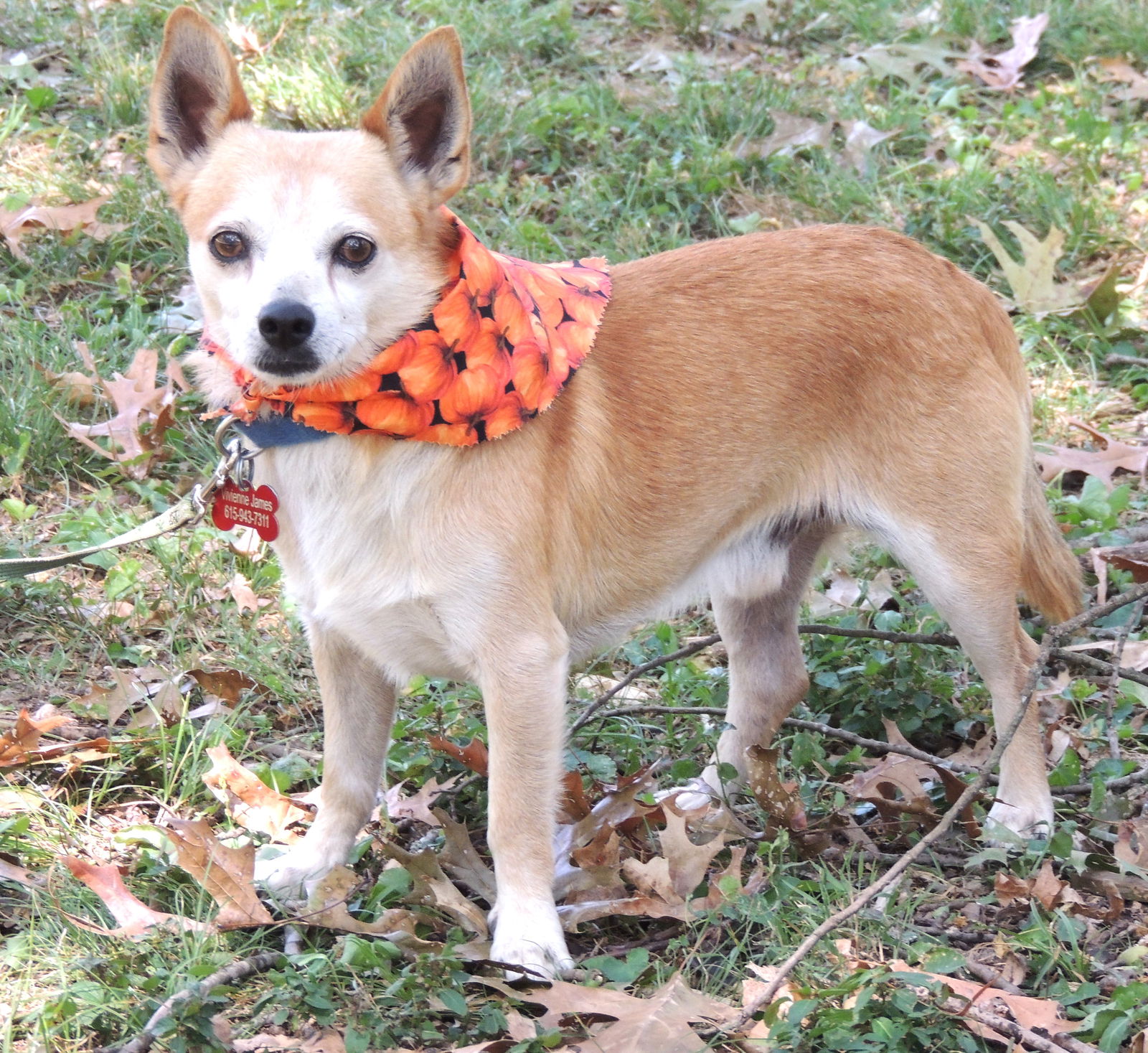 adoptable Dog in Sussex, NJ named TERRIFIC TIMMY