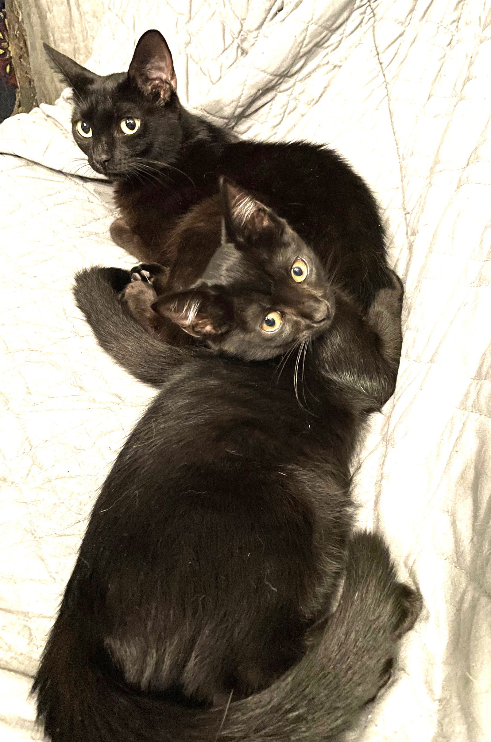 adoptable Cat in Sussex, NJ named BONDED PAIR-INKY AND BLINKY