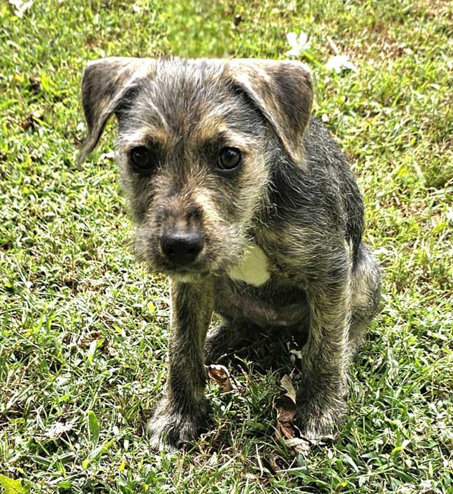 adoptable Dog in Sussex, NJ named PUPPY COOKIE