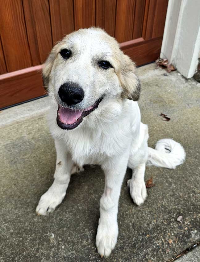 adoptable Dog in Sussex, NJ named PUPPY SHYLOH