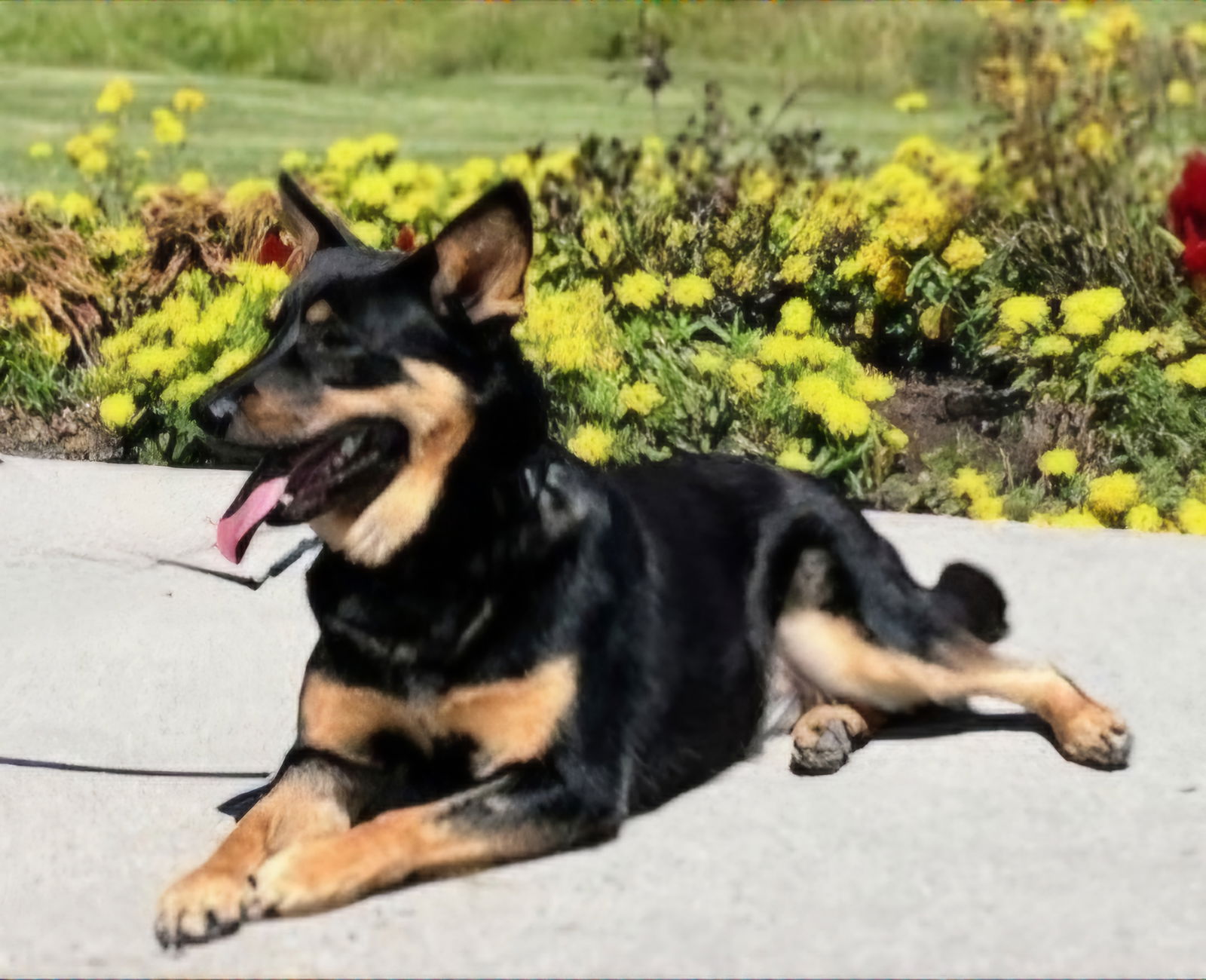 adoptable Dog in Sussex, NJ named ZELDA