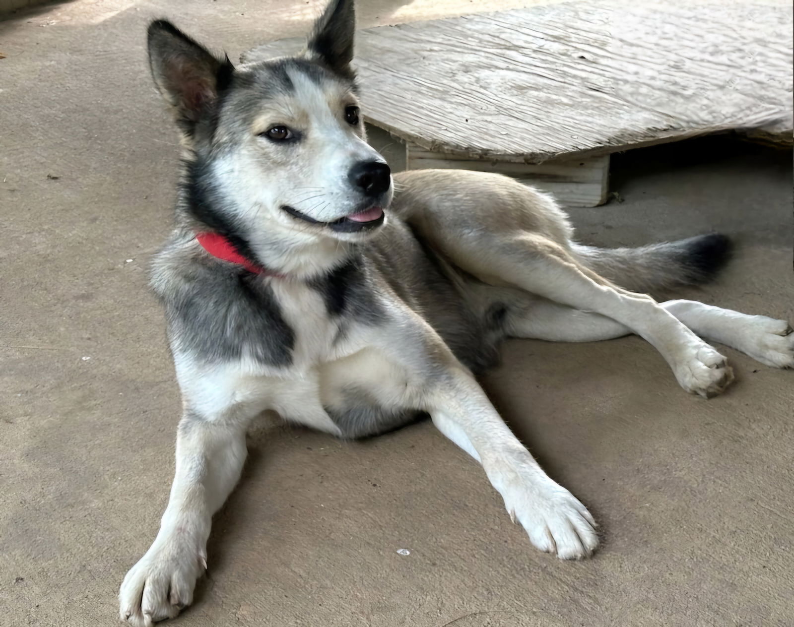 adoptable Dog in Sussex, NJ named CUBBY