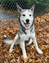 adoptable Dog in  named CUBBY IS A HIKER